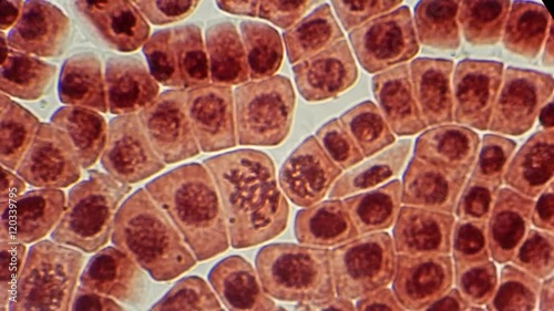 Full HD. Many living dividing cells under microscope, magnification 400X