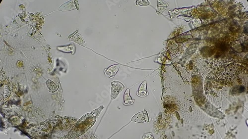 Unicellular organism under microscope