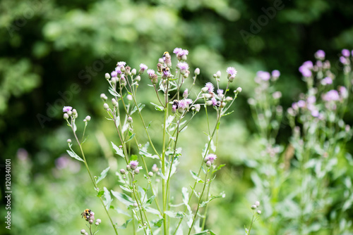 forest flowers and blossoms in spring