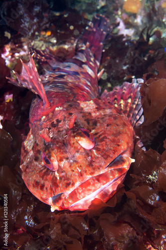 California Cabazon on reef photo