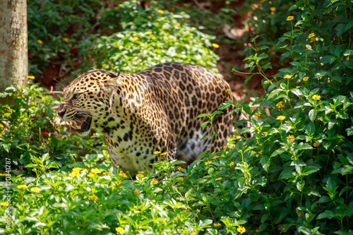 Jaguar is roaring.