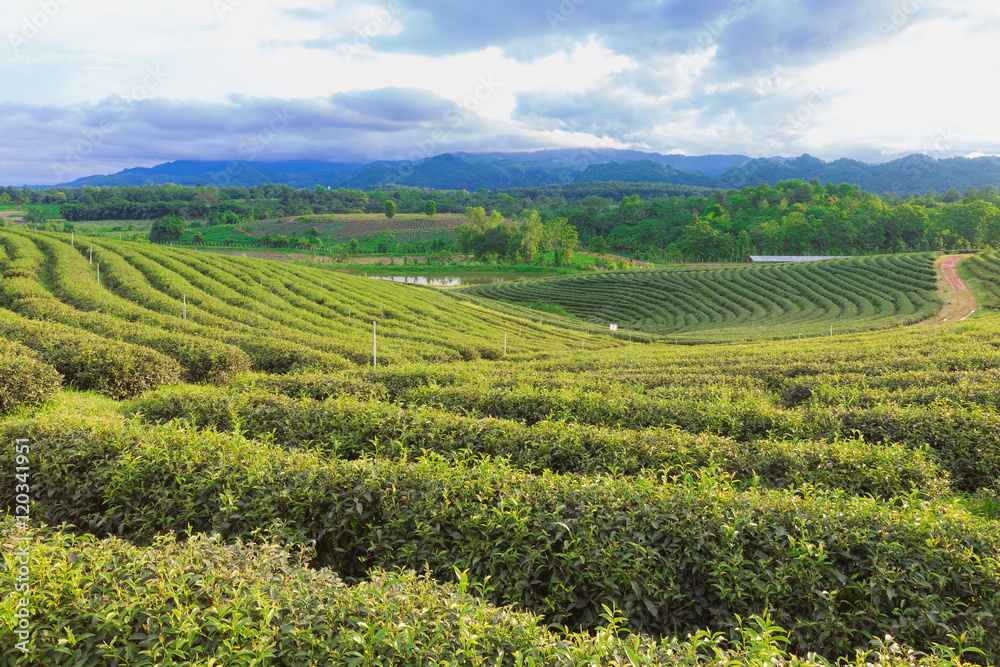 Tea plantation over highland north of Thailand, natural landscape backgroud