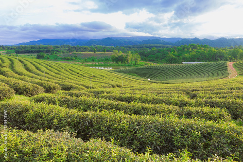 Tea plantation over highland north of Thailand, natural landscape backgroud