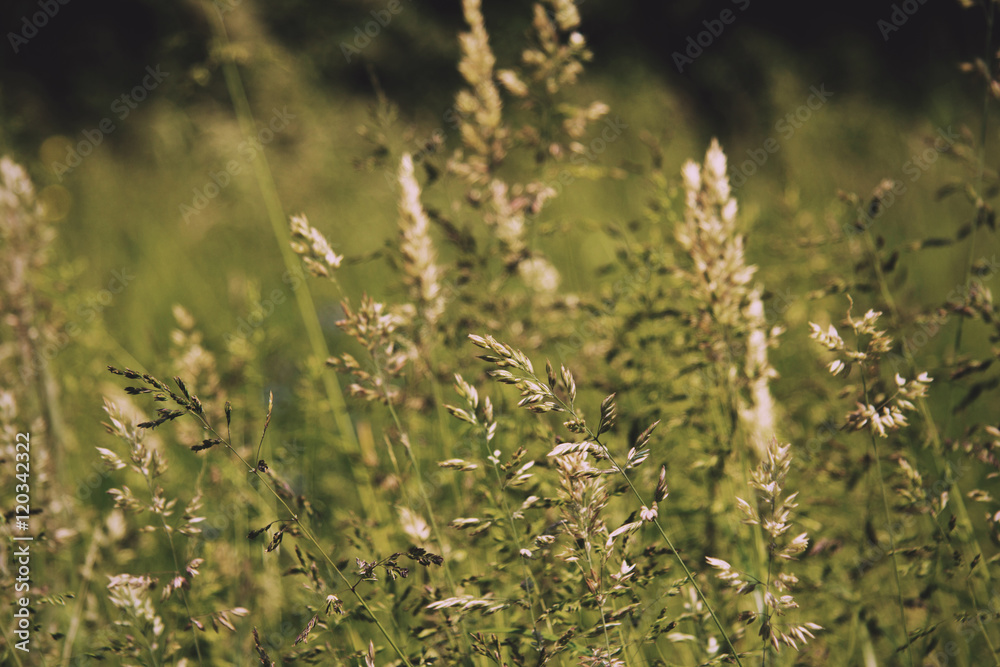 Close up of long grass with seed heads Vintage Retro Filter. Close up of long grass with seed heads Vintage Retro Filter.