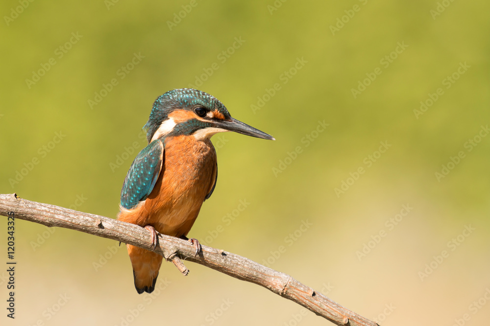 Kingfisher perched on a branch Kingfisher perched on a branch