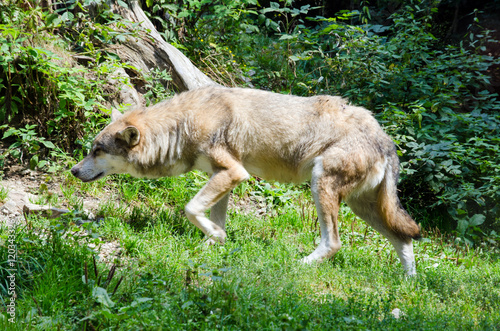 Loup dans les Alpes