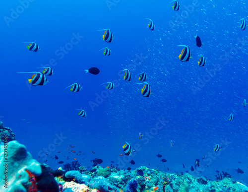 Many pennant coralfishes (Heniochus acuminatus) background © Rostislav Ageev