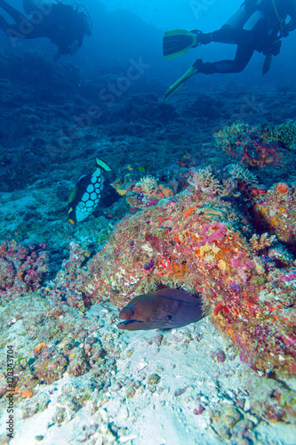 Moray Eel in Tropical Coral Reef  Maldives