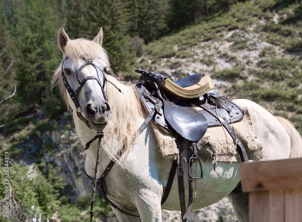 White horse saddled