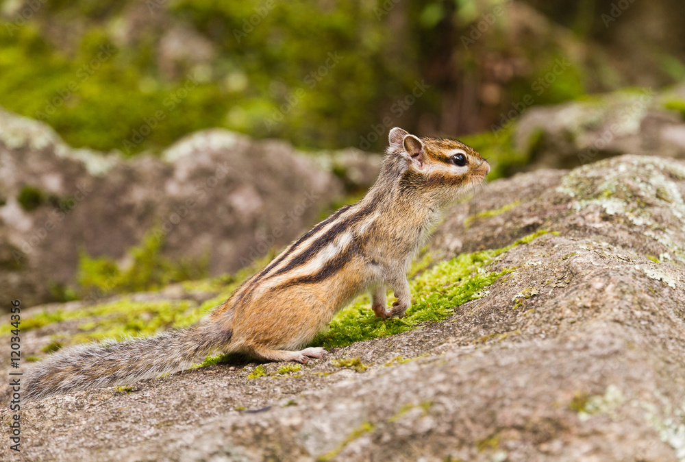 Chipmunk Tamias Sibiricus Chipmunk Tamias Sibiricus