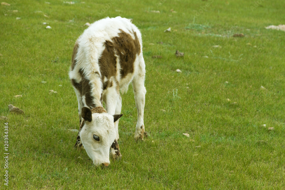 Obraz premium Grazing calf