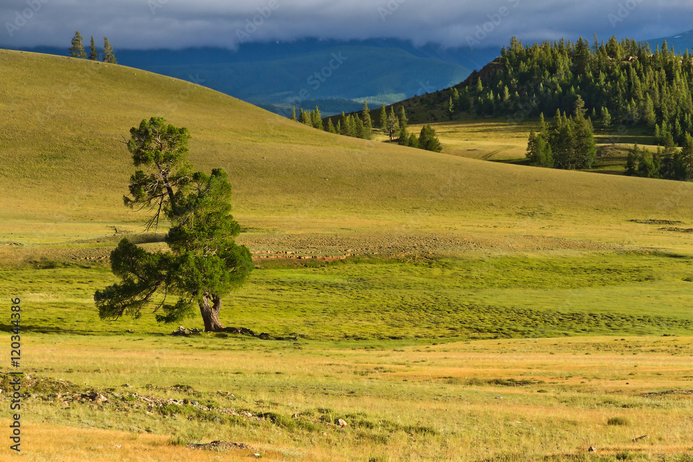 Fototapeta premium Steppe mountains tree