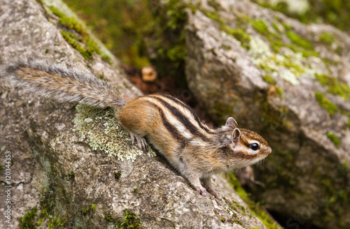 Chipmunk (Tamias Sibiricus)