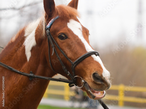 Horse bridle head