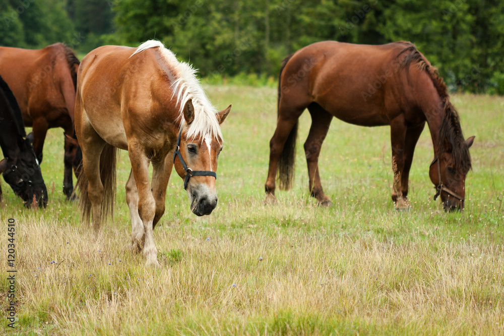 Horses herd grazing