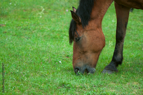 Horse grazing meadow
