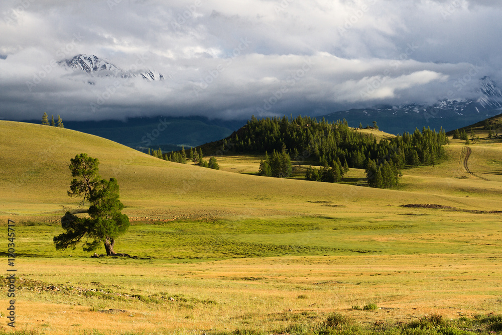 Obraz premium Mountains steppe tree