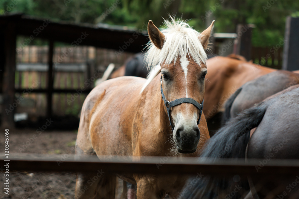 Obraz premium Chestnut horse portrait