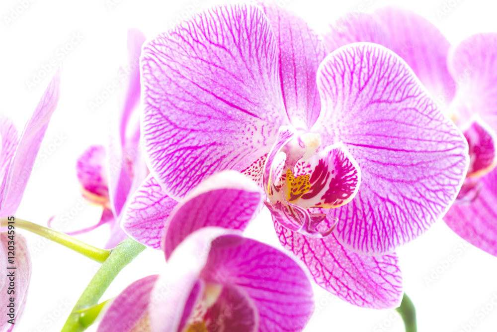 Purple orchid isolated white