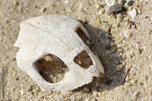 sea turtle skull.