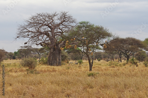 Baobab dans la savane Africaine en été