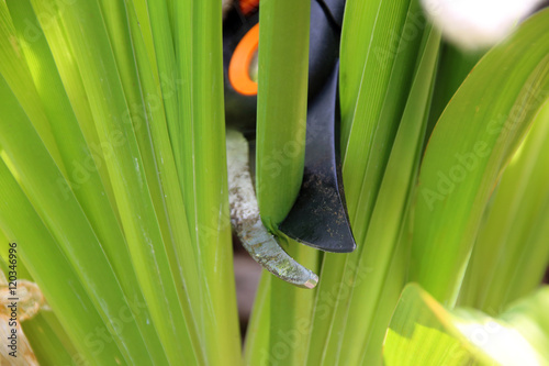 Pruning of a deflorated flower-bearing stem of a cultivar daylily with a garden secateurs in the summer garden photo