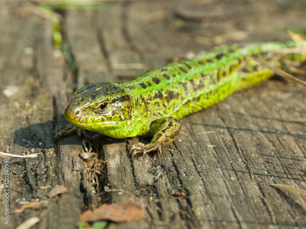Lizard closeup Lizard closeup