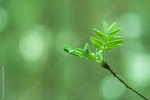 Rowan spring foliage