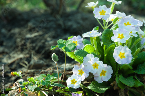 Primula primroses