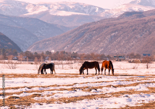 Winter landscape grazing horses