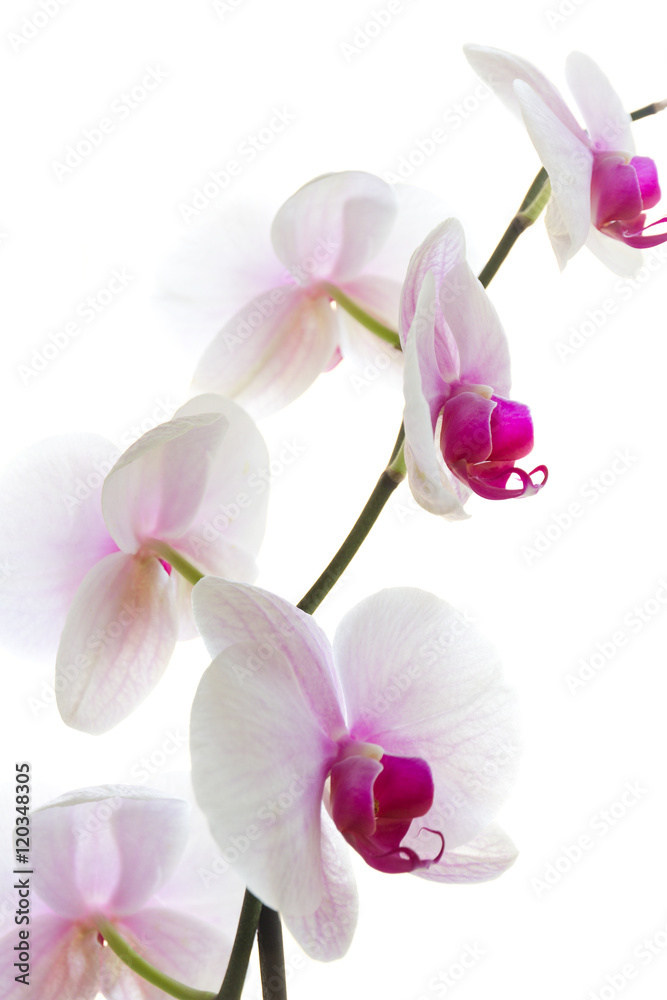 Orchid isolated white Orchid isolated white