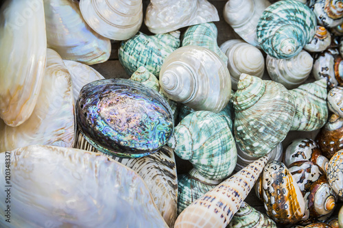 background of colorful sea shells