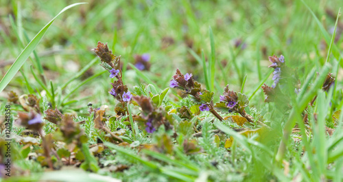 Mint flowers