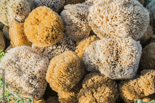 background of colorful sea sponges photo