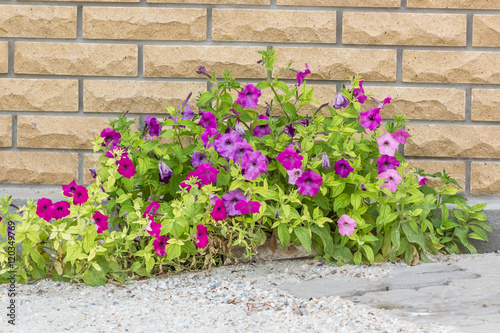 Tree in pot with brick wall background