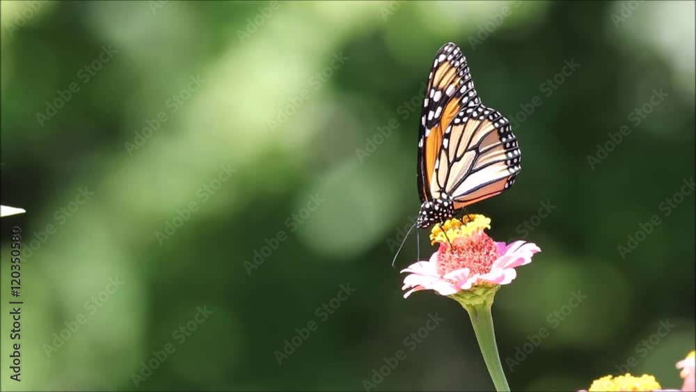 Monarch butterfly (Danaus plexippus) on zinnia flower right side, room for copy Monarch butterfly (Danaus plexippus) on zinnia flower right side, room for copy
