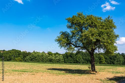 Landscape Lonely Tree Outdoors Warm Summer Hot Blue Sky Field