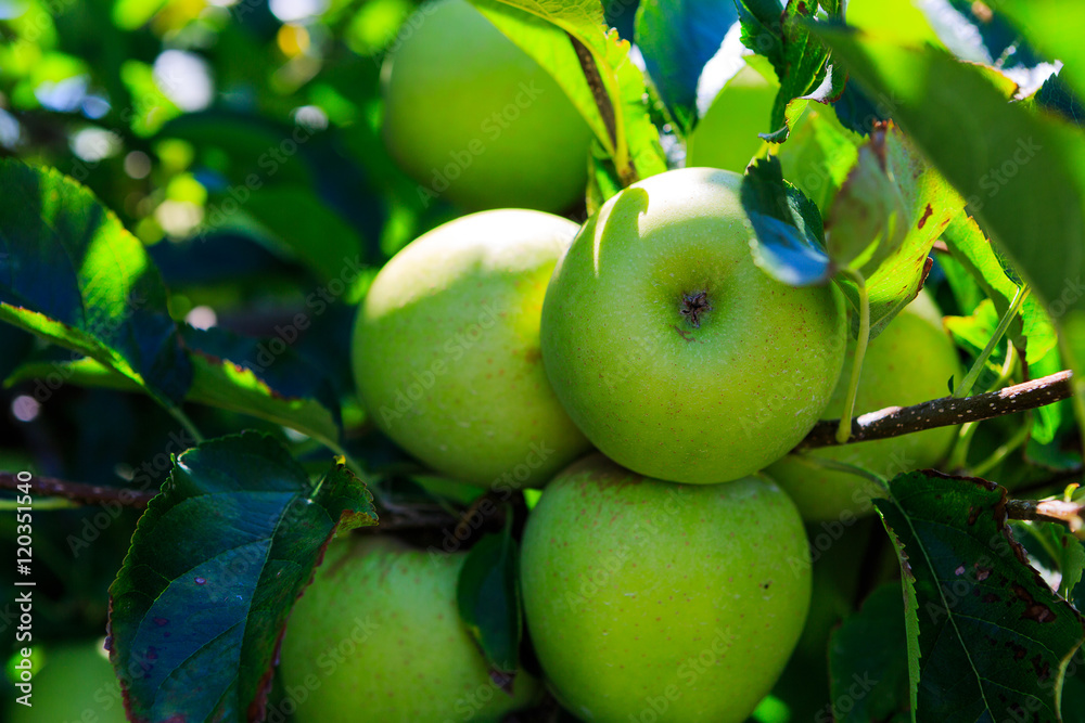 Green and red apples on tree in summer Green and red apples on tree in summer