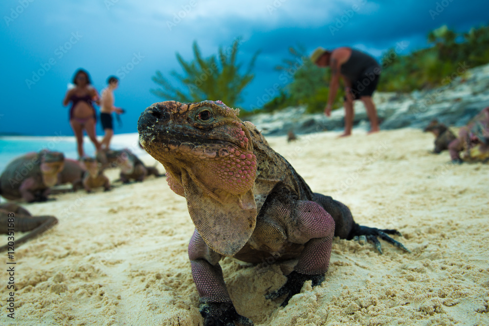 Fototapeta premium Echsen auf den Bahamas am Sandstrand