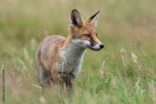 Red Fox (Vulpes Vulpes)/Red Fox in a summer meadow at the edge of a forest