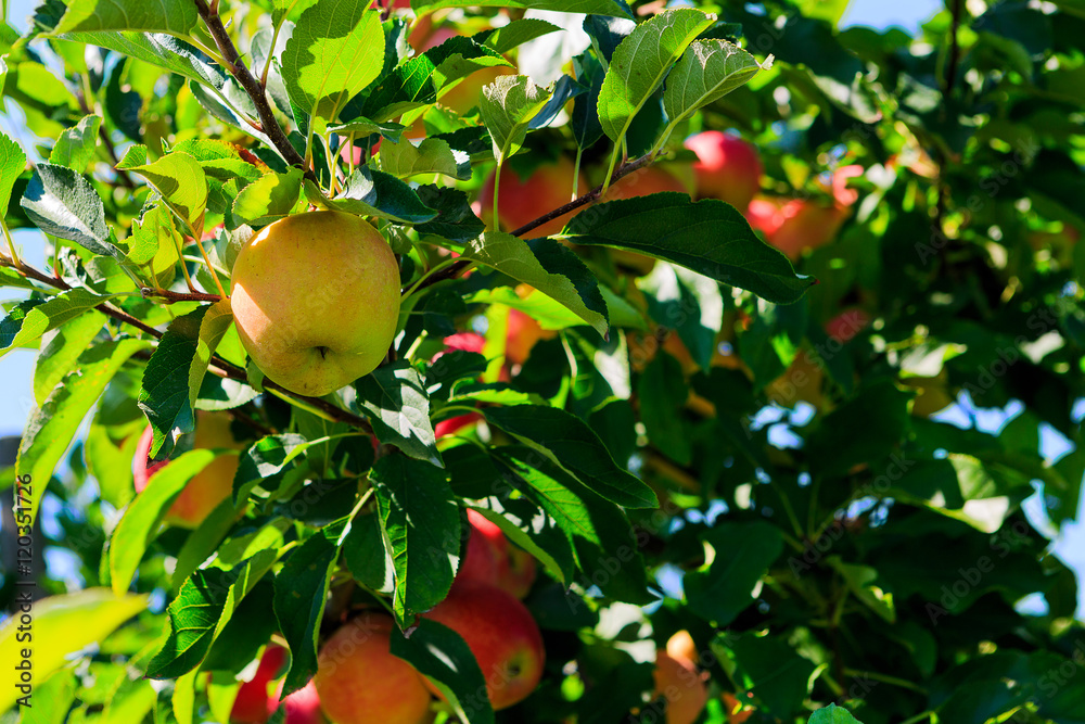 Green and red apples on tree in summer Green and red apples on tree in summer