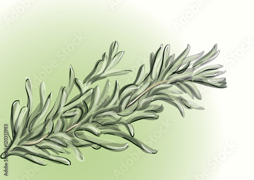 rosemary