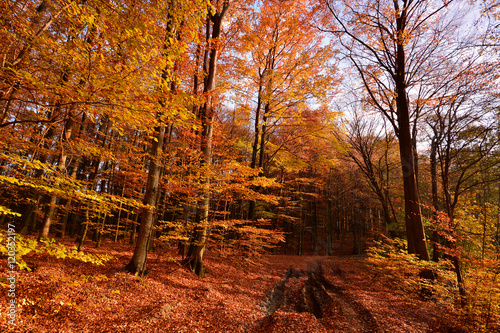 Autumn landscape with road in forest