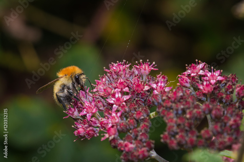 Bee © Marc Andreu