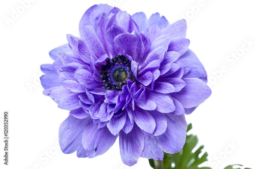 Slika na platnu Anemone terry flower
