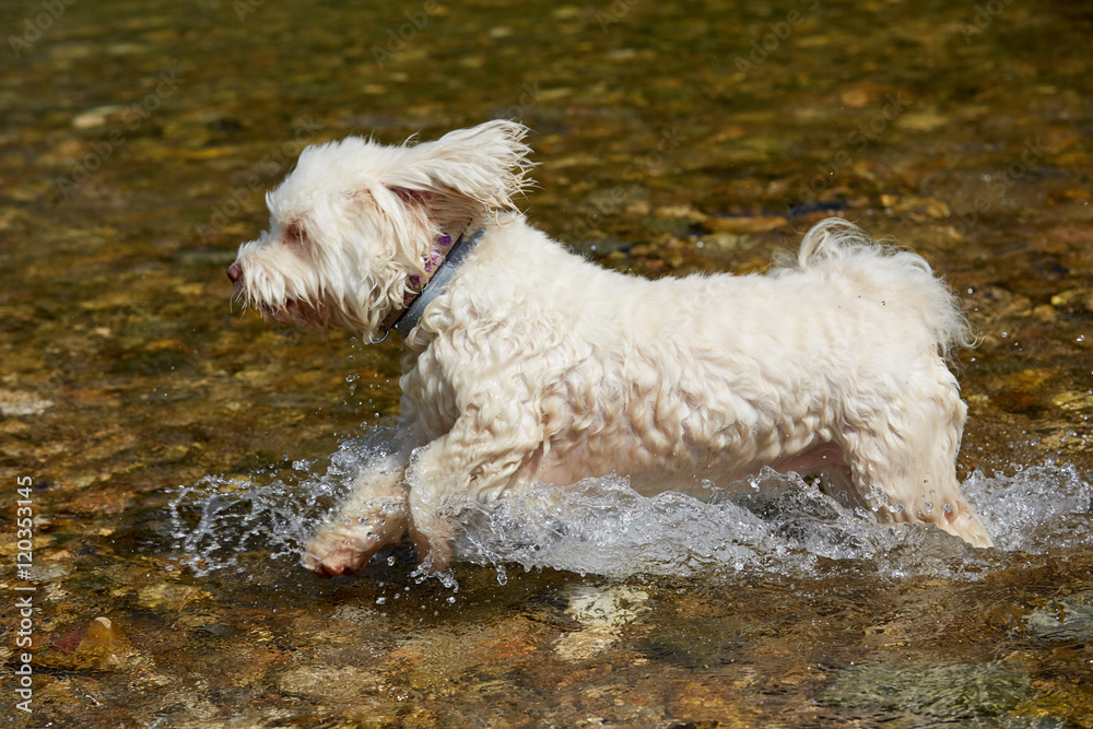 White havanese dog running across the water of the river White havanese dog running across the water of the river