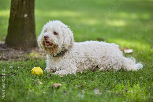 White havanese dog lying in the grass of the park