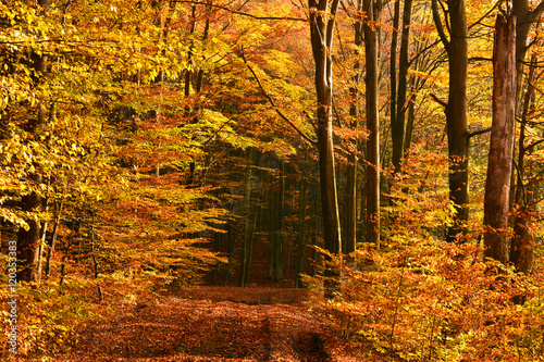 Autumn landscape with road in forest