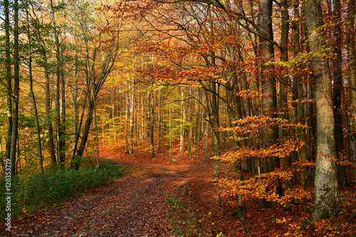 Autumn landscape with road in forest