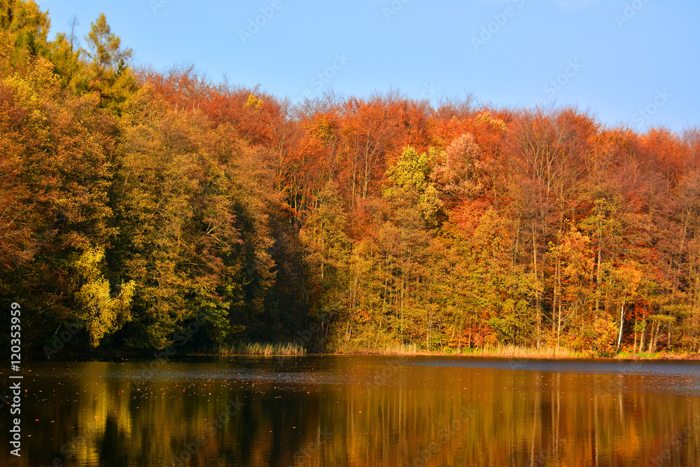 Autumn landscpe with lake